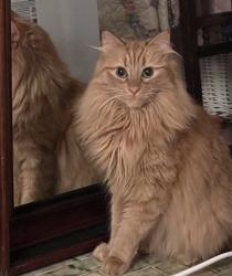 Reunited Female Cat last seen Stafford between Grove and Floyd, Richmond, VA 23220