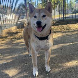 Lost Male Dog last seen S Adams St , W Biddison St, W Dickson St , S Henderson St, Fort Worth, TX 76110