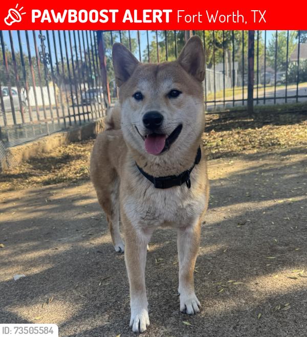 Lost Male Dog last seen S Adams St , W Biddison St, W Dickson St , S Henderson St, Fort Worth, TX 76110