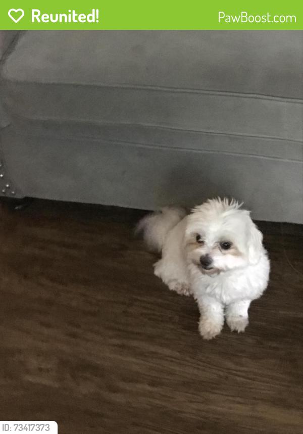 Reunited Female Dog last seen Broadmoor, Columbus, GA 31903