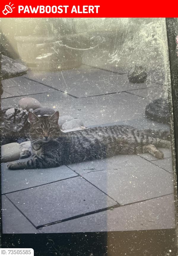 Lost Male Cat last seen Edwards street, Rhondda Cynon Taf, Wales 