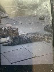 Lost Male Cat last seen Edwards street, Rhondda Cynon Taf, Wales 