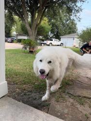 Found/Stray Male Dog last seen Tc jester, Sablechase, TX 77014