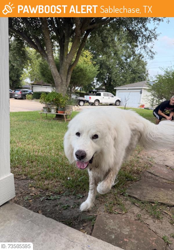 Found/Stray Male Dog last seen Tc jester, Sablechase, TX 77014