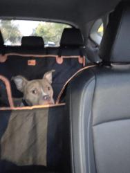 Found/Stray Male Dog last seen South halsted & 83rd ish, Chicago, IL 60620