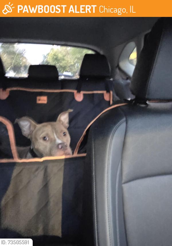 Found/Stray Male Dog last seen South halsted & 83rd ish, Chicago, IL 60620