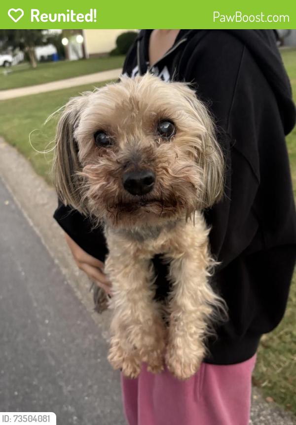 Reunited Female Dog last seen Broomsgrove Drive, Fayetteville, NC 28306