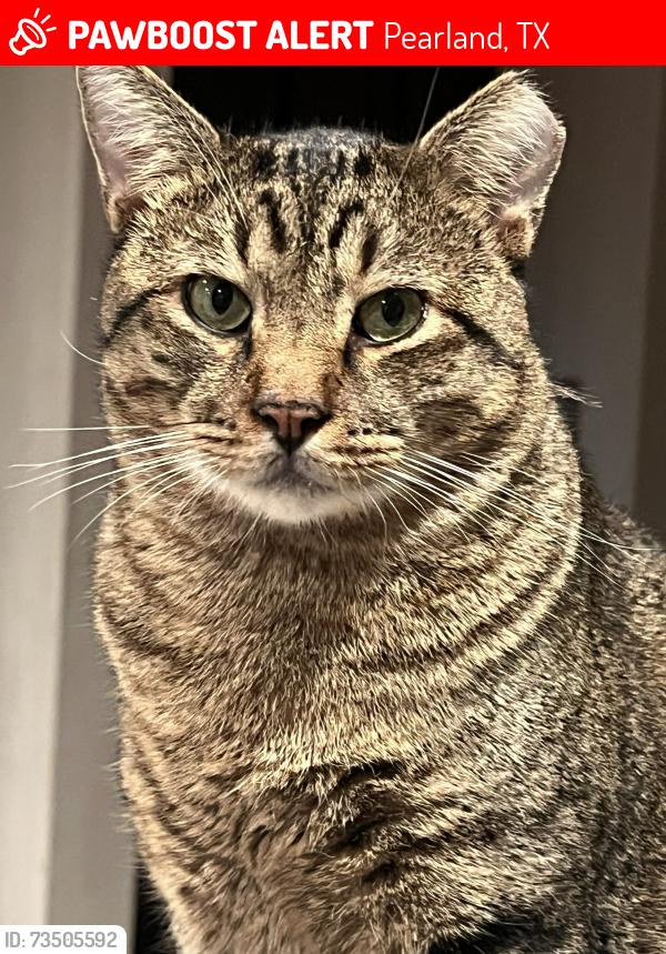 Lost Male Cat last seen Amanda Lee Dr., Pearland, TX 77581