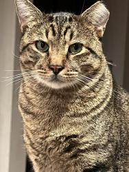 Lost Male Cat last seen Amanda Lee Dr., Pearland, TX 77581