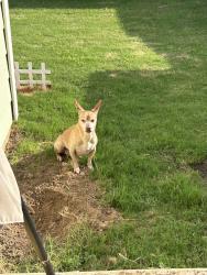 Reunited Male Dog last seen Delta Crest, Maxwell, TX 78656