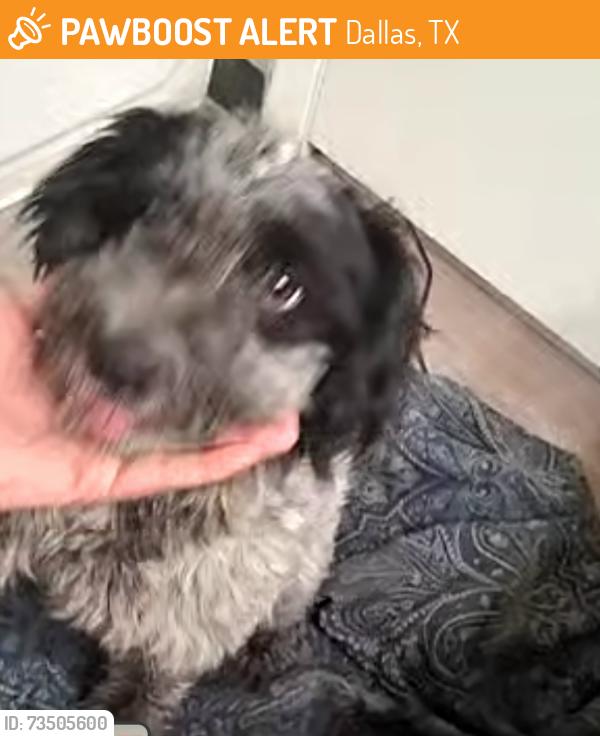 Found/Stray Male Dog last seen Jupiter/635, Dallas, TX 75238