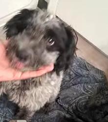 Found/Stray Male Dog last seen Jupiter/635, Dallas, TX 75238