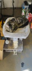 Found/Stray Female Cat last seen Hickory Trak, Silver Springs Shores, FL 34472