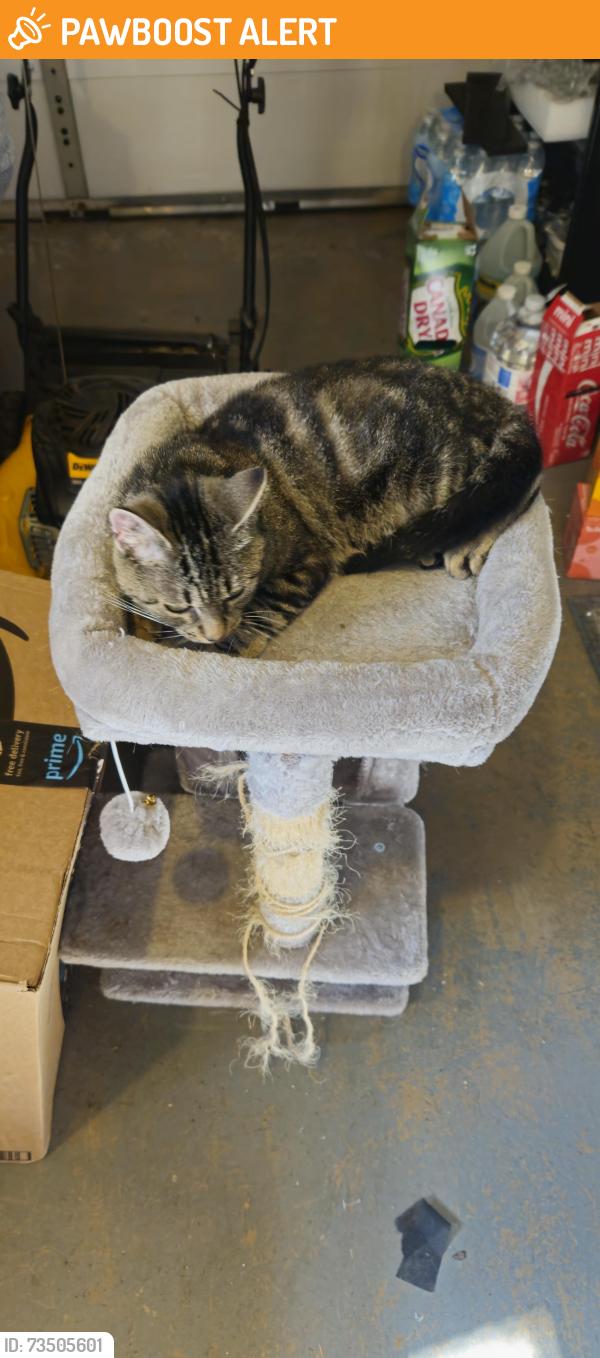 Found/Stray Female Cat last seen Hickory Trak, Silver Springs Shores, FL 34472