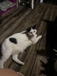 Found/Stray Male Cat last seen Silver sands middle school, Port Orange, FL 32129