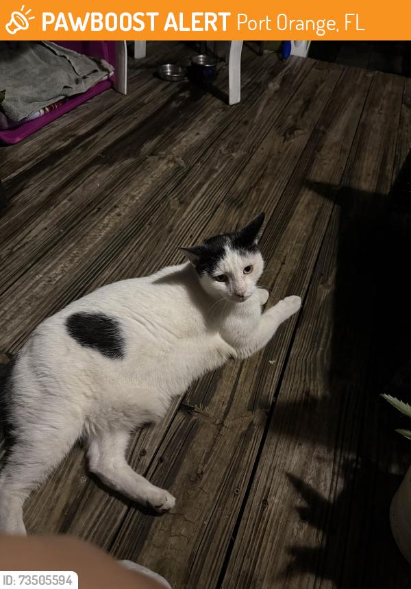 Found/Stray Male Cat last seen Silver sands middle school, Port Orange, FL 32129