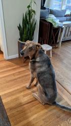 Reunited Male Dog last seen Delaware & Magnolia Dr, San Mateo, CA 94402