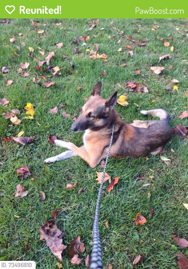 Reunited Male Dog last seen Catoctin Furnace Road, Thurmont, MD 21788