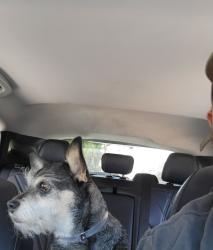 Reunited Female Dog last seen Raymond ave / Mountain St, Pasadena, CA 91103