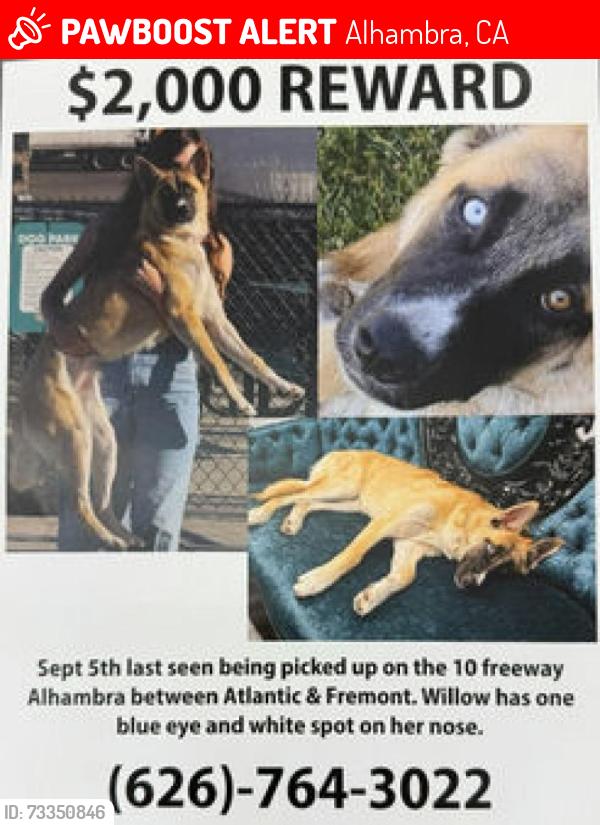 Lost Female Dog last seen Ross and Fremont, Alhambra, CA 91803