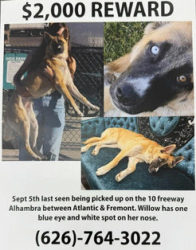 Lost Female Dog last seen Ross and Fremont, Alhambra, CA 91803