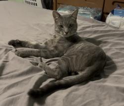 Reunited Male Cat last seen Garfield & Allston Street, East Los Angeles, CA 90022