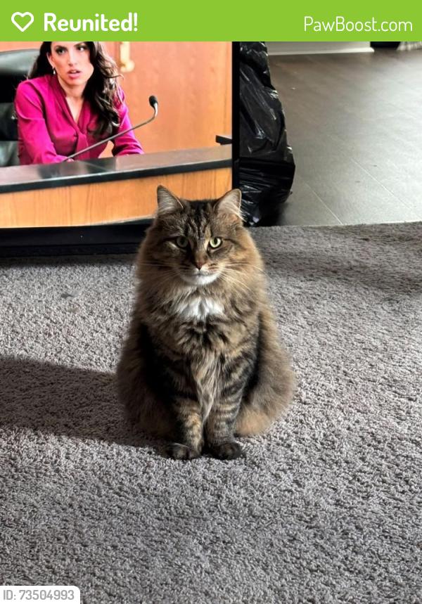 Reunited Female Cat last seen Toledo dr & cantabrian dr, Killeen, TX 76542