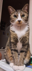 Lost Female Cat last seen 18th St South and 9th Ave South great falls mt, Great Falls, MT 59405