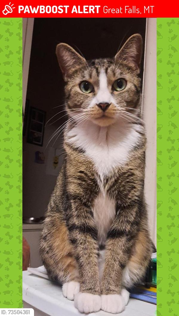 Lost Female Cat last seen 18th St South and 9th Ave South great falls mt, Great Falls, MT 59405