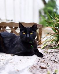 Reunited Female Cat last seen Cypress Pointe, Gainesville, FL 32607