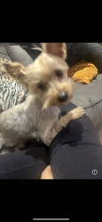 Lost Female Dog last seen Baker Rd, Newnan, GA 30265