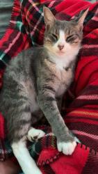 Lost Female Cat last seen Hill Street, Grove Street, Broadhead Ave, Oak Street (it’s a small town with lots of woods), Sugar Notch, PA 18706