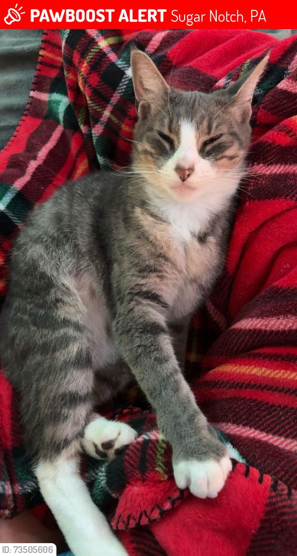 Lost Female Cat last seen Hill Street, Grove Street, Broadhead Ave, Oak Street (it’s a small town with lots of woods), Sugar Notch, PA 18706