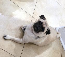 Reunited Female Dog last seen Wabash Elm St & Youpon Valley Dr., Houston, TX 77073