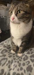 Reunited Female Cat last seen SPRINGFIELD ests, Springfield, VA 22150