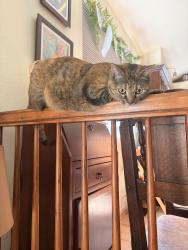 Reunited Female Cat last seen Butterfield Crossing and Blue Grass Circle, Castle Rock, CO 80109