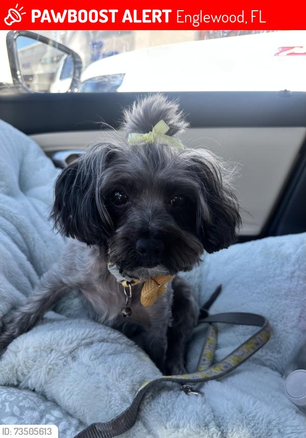 Lost Female Dog last seen Veridian, Englewood, FL 34223