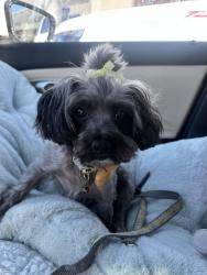 Lost Female Dog last seen Veridian, Englewood, FL 34223