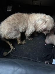 Reunited Unknown Dog last seen Near dollar general by clover creek blvd, Magnolia, TX 77353