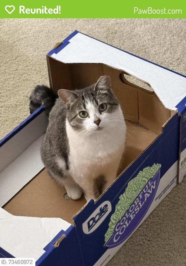 Reunited Female Cat last seen Clyo/alex bell, Dayton, OH 45459