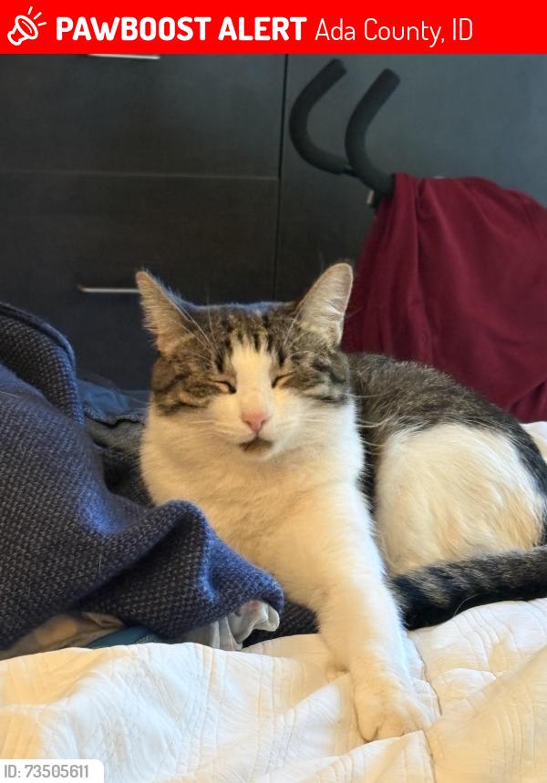 Lost Female Cat last seen Brookside or Saddleman, Ada County, ID 83714