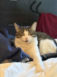 Lost Female Cat last seen Brookside or Saddleman, Ada County, ID 83714
