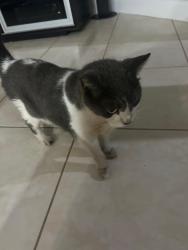 Reunited Male Cat last seen Near NW 163 Terrace, Miami Lakes, FL 33016