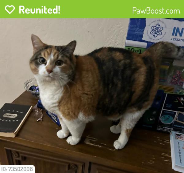 Reunited Female Cat last seen Reavis Barracks and Ellwine Dr., St. Louis, MO 63125