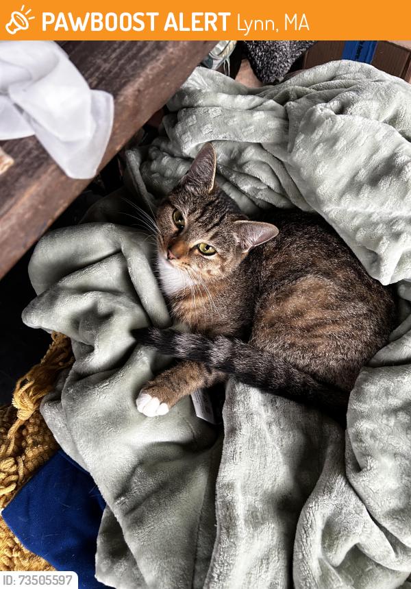 Found/Stray Female Cat last seen Kernwood ave Lynn mass, Lynn, MA 01904