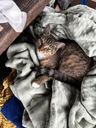 Found/Stray Female Cat last seen Kernwood ave Lynn mass, Lynn, MA 01904