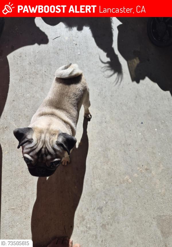 Lost Male Dog last seen Bel-Air est 20 th st east Ave I, Lancaster, CA 93535