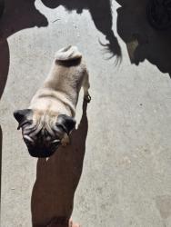 Lost Male Dog last seen Bel-Air est 20 th st east Ave I, Lancaster, CA 93535