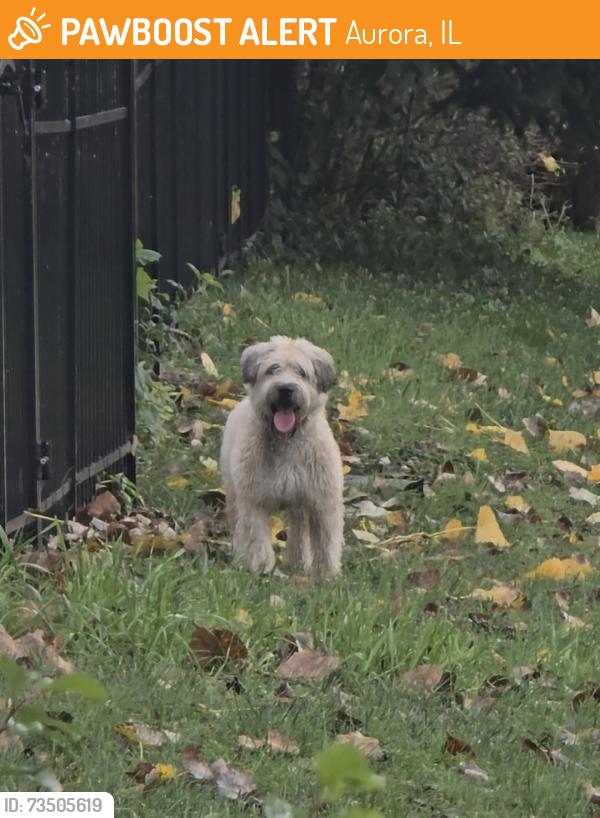 Found/Stray Unknown Dog last seen Village Green Drive and Compton, Aurora, IL 60504
