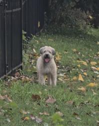 Found/Stray Unknown Dog last seen Village Green Drive and Compton, Aurora, IL 60504
